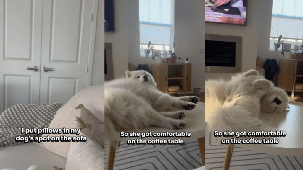 Samoyed bed video