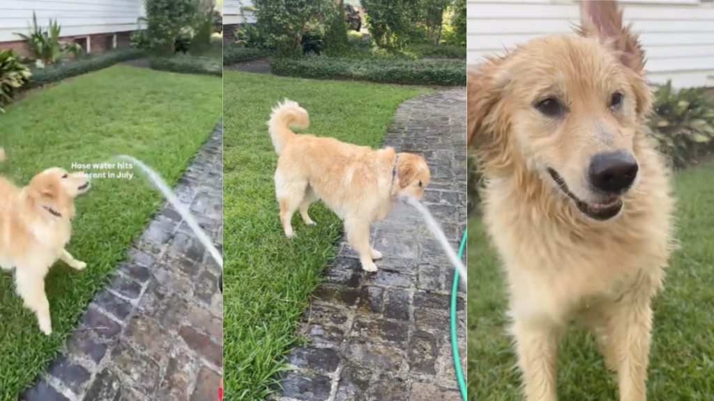Golden Retriever summer video