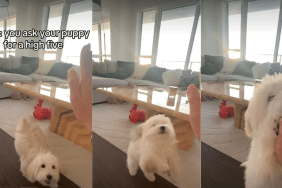 Dog high five video