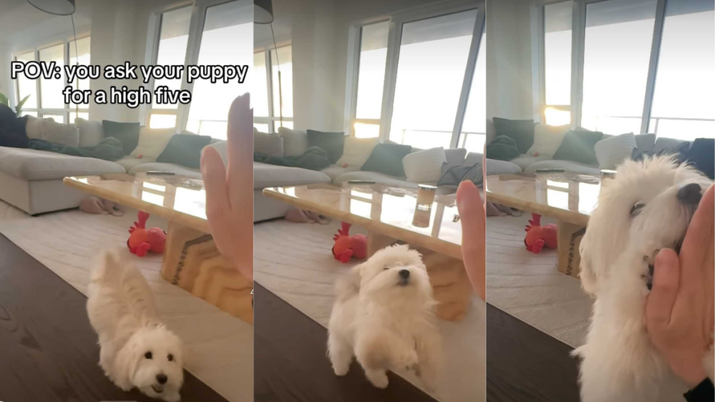 Dog high five video