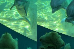 service dog dolphins video