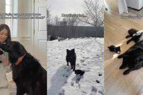 German Shepherd puppy video