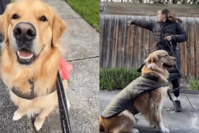 dog trigger video