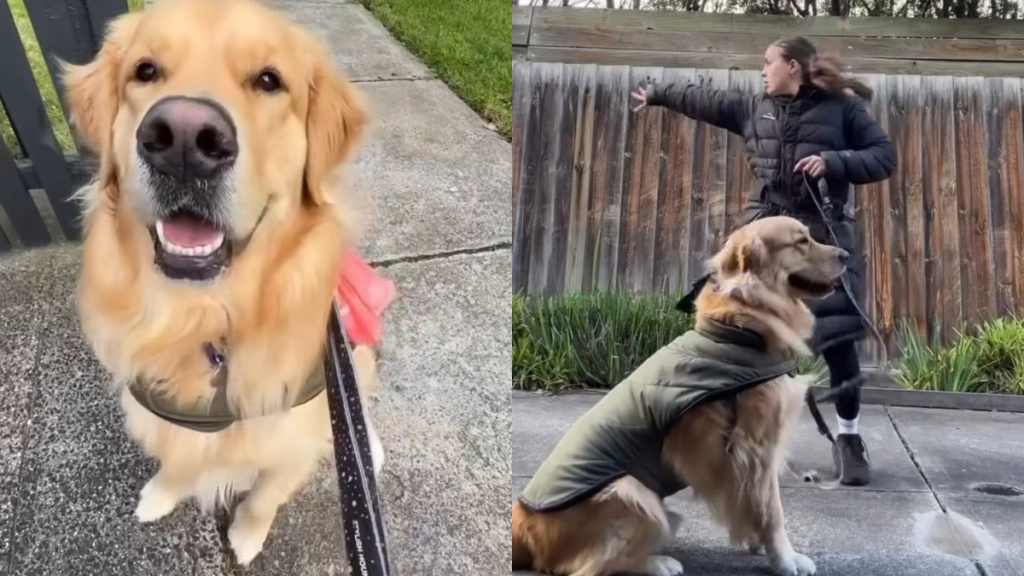 dog trigger video