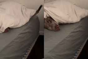 dog hide and seek video