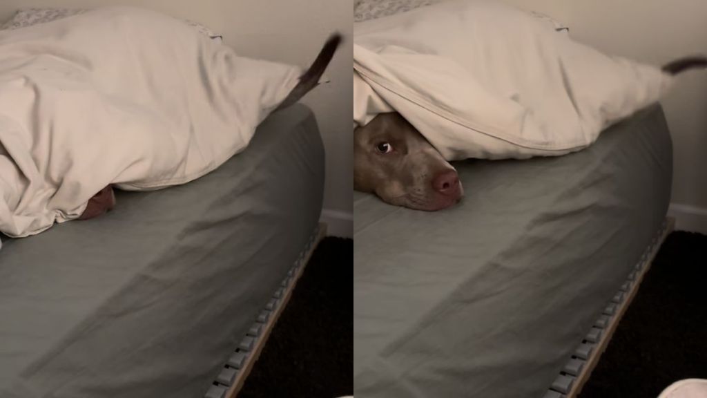 dog hide and seek video
