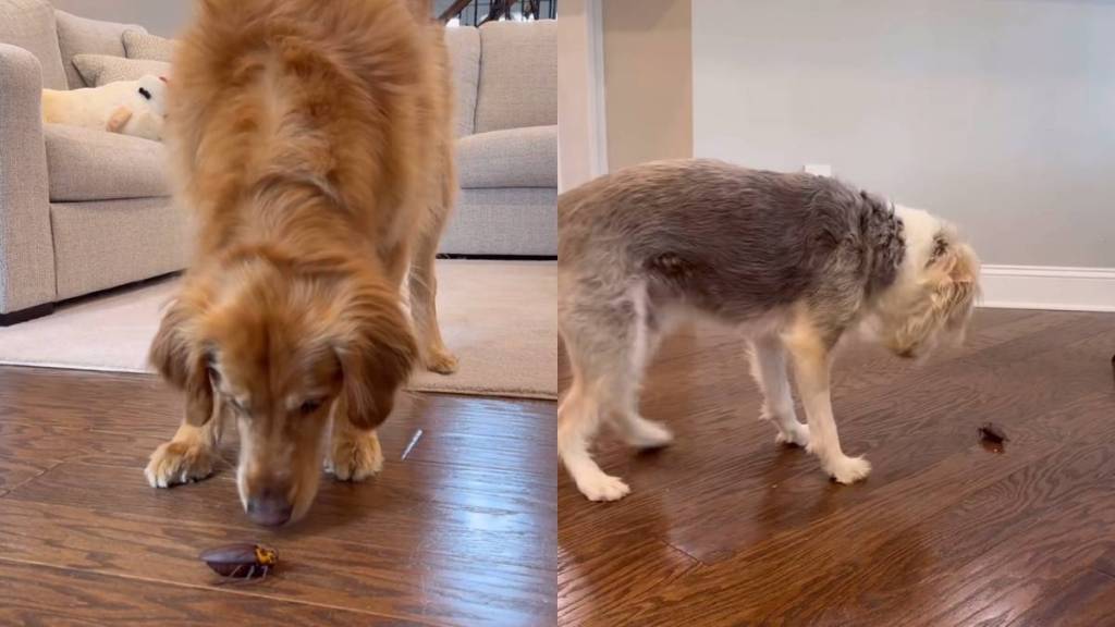 Golden Retriever bug video