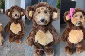 Dogs costumes video