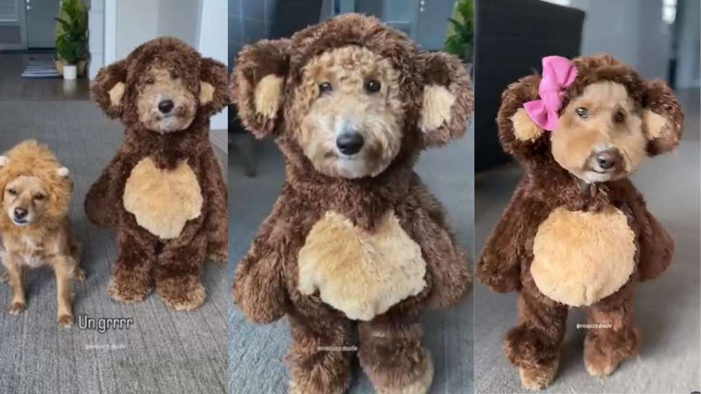 Dogs costumes video