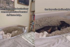 Chipoo bassinet video