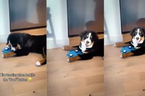 puppy food dispenser video