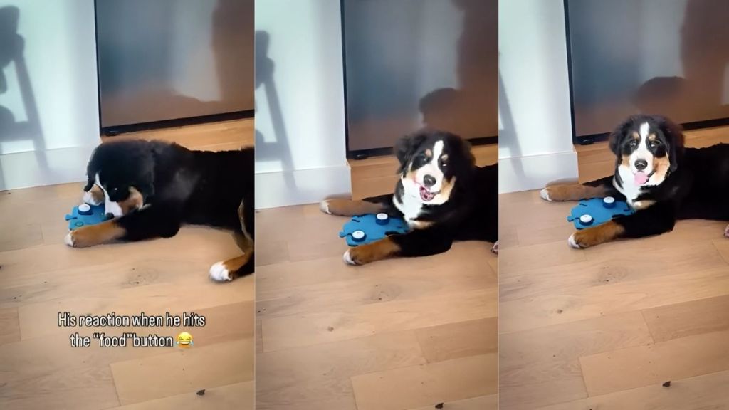 puppy food dispenser video