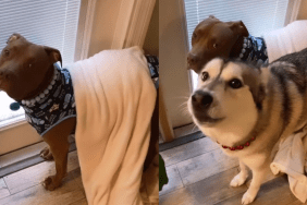 Husky Pitbull video