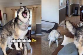 dog welcome owner video