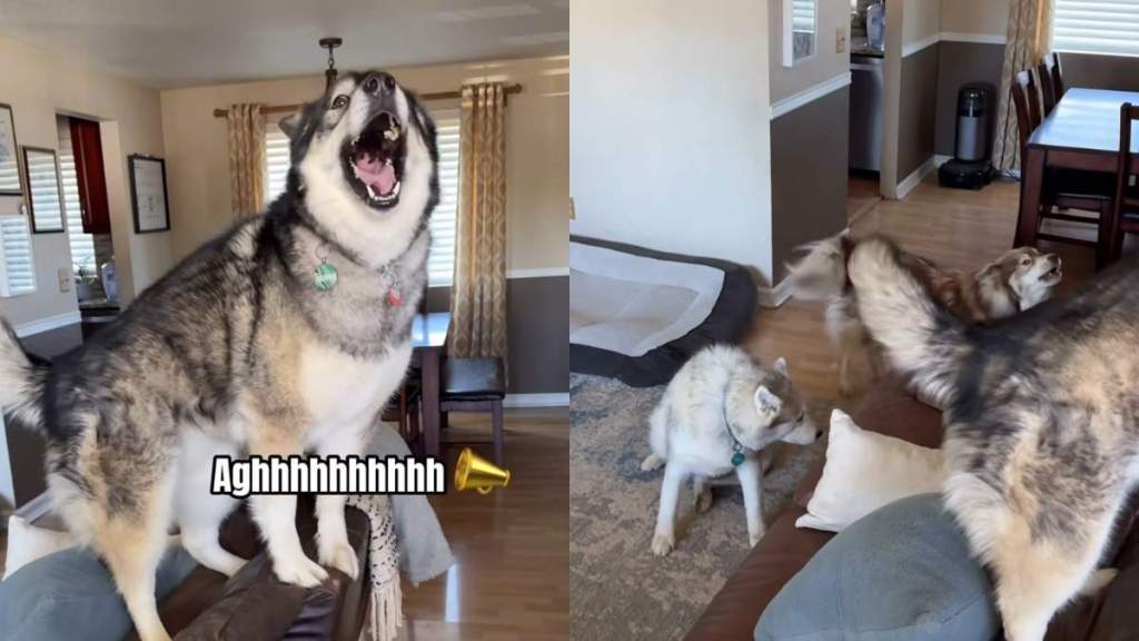 dog welcome owner video
