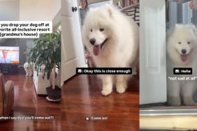 dog grandma house video
