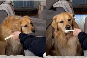 Golden Retriever cheese video