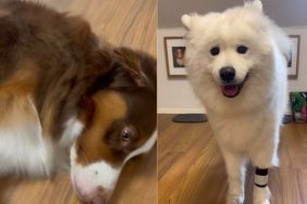 dog sister video