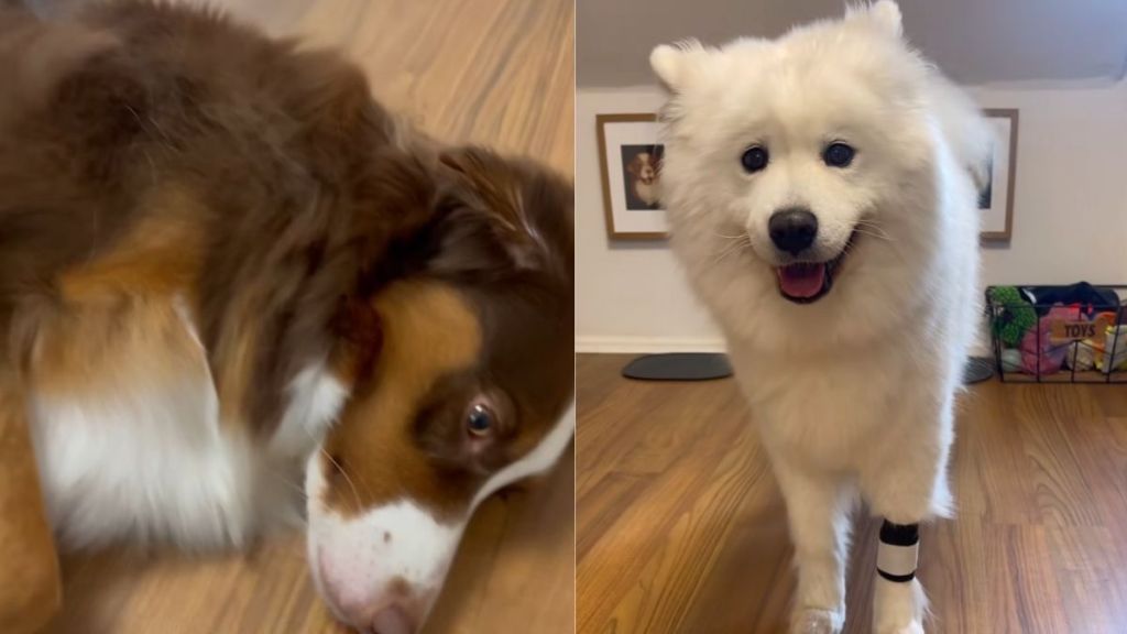 dog sister video