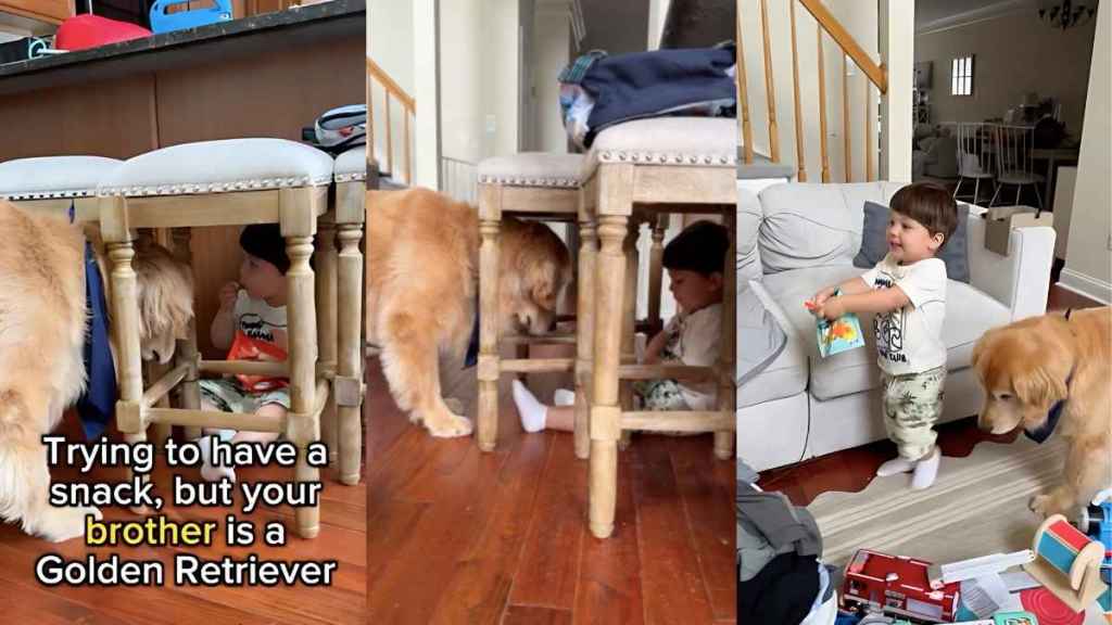 Golden Retriever toddler snacks video