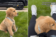 Golden Retriever puppy video