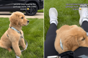 Golden Retriever puppy video