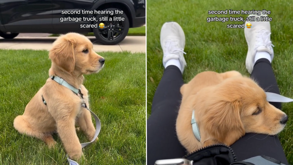 Golden Retriever puppy video
