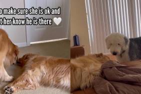 dog furry friend video