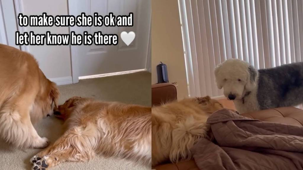 dog furry friend video