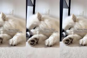 Samoyed video
