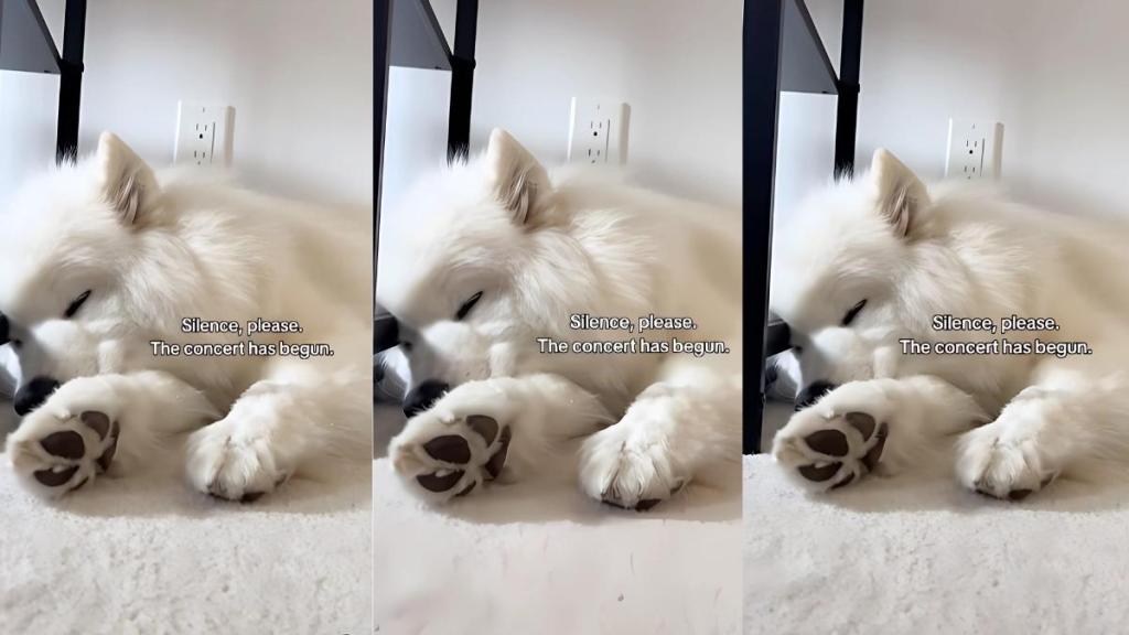 Samoyed video