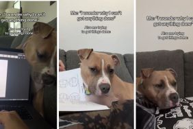 dog work video