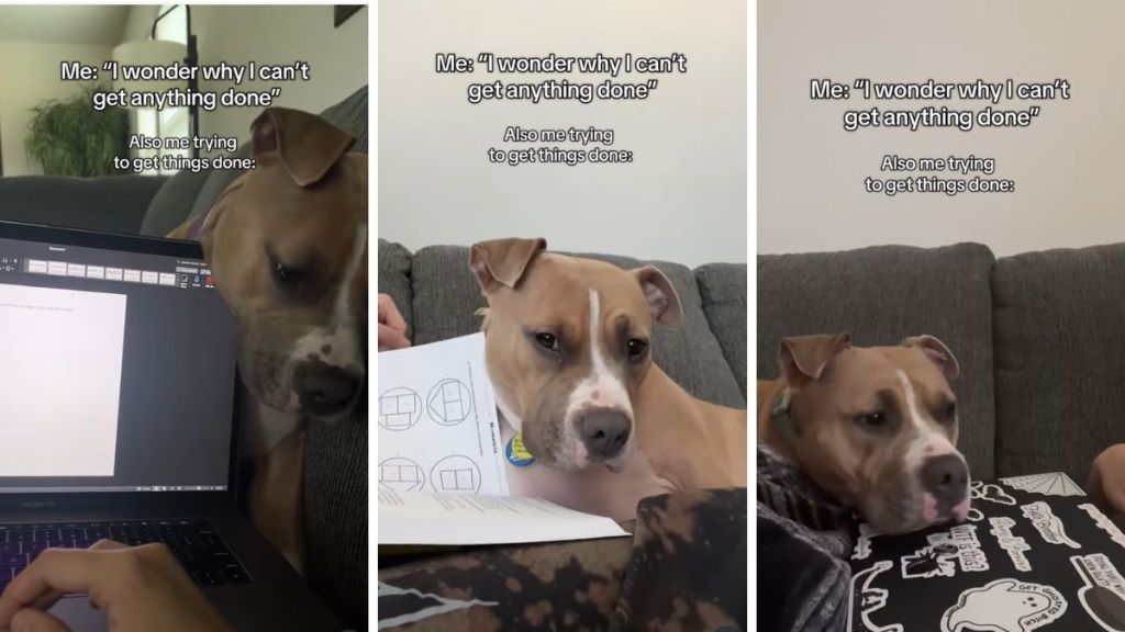 dog work video