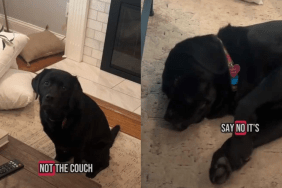 adorable dog video