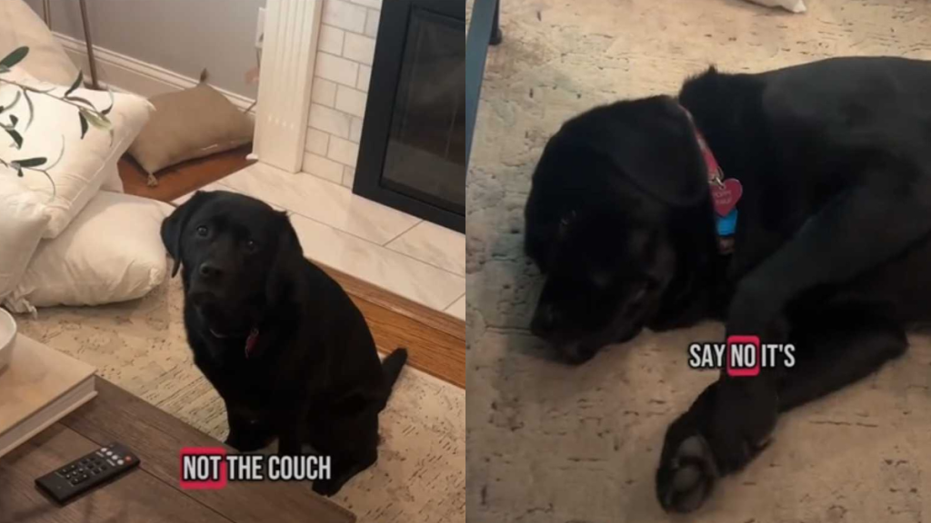 adorable dog video