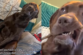 funny dog video