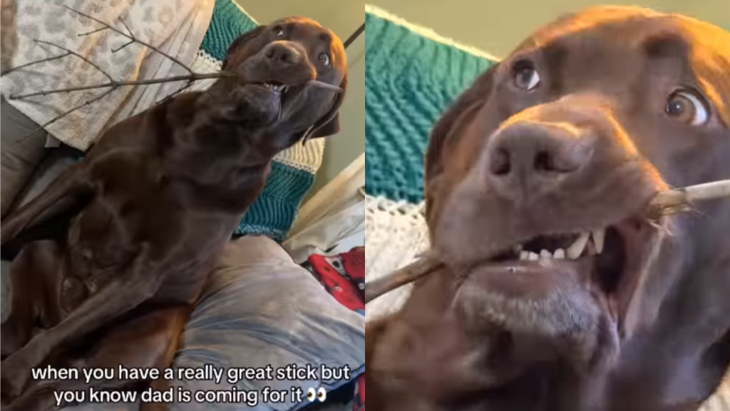 funny dog video