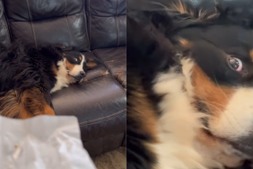 funny dog video