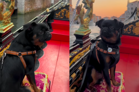 adorable dog video