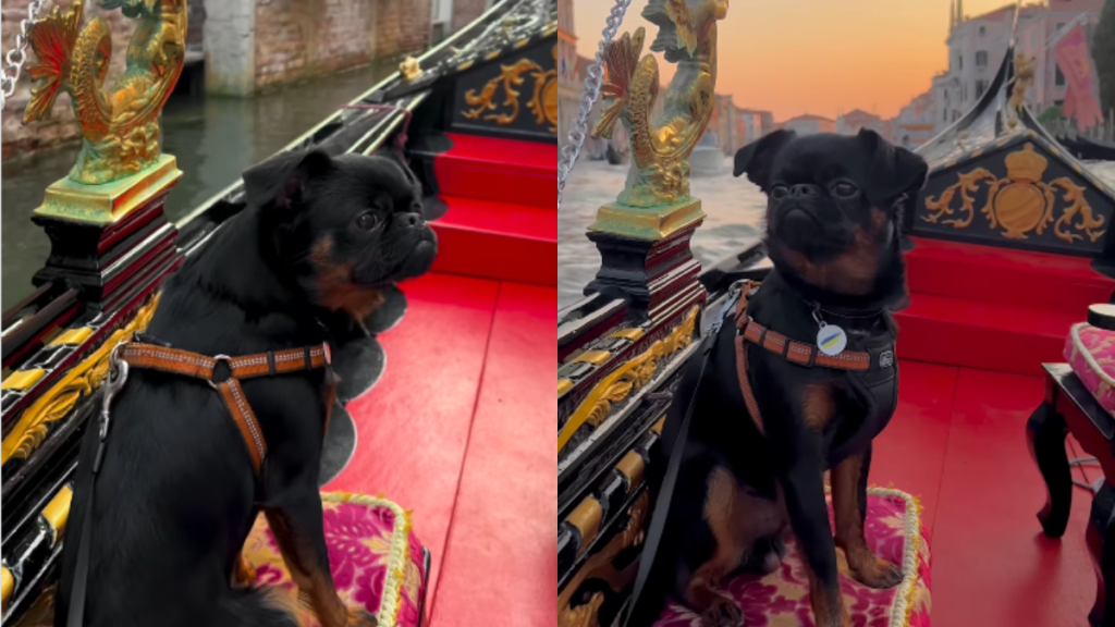 adorable dog video