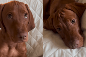 adorable dog video