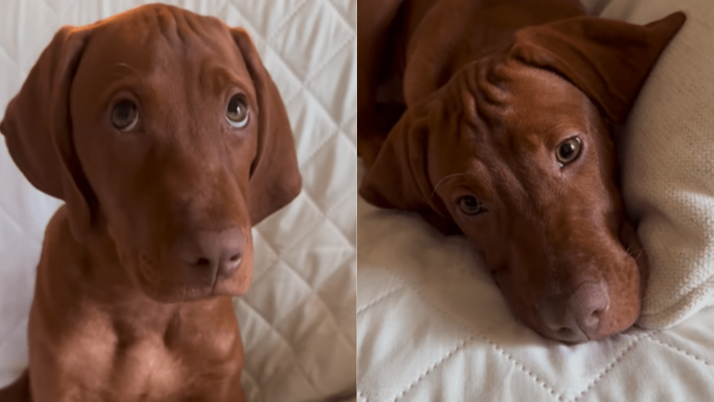 adorable dog video