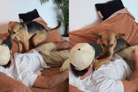 emotional dog video