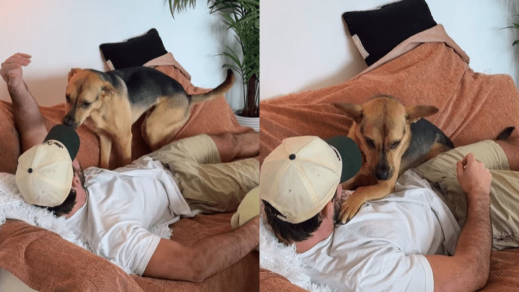 emotional dog video