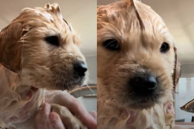 adorable dog video