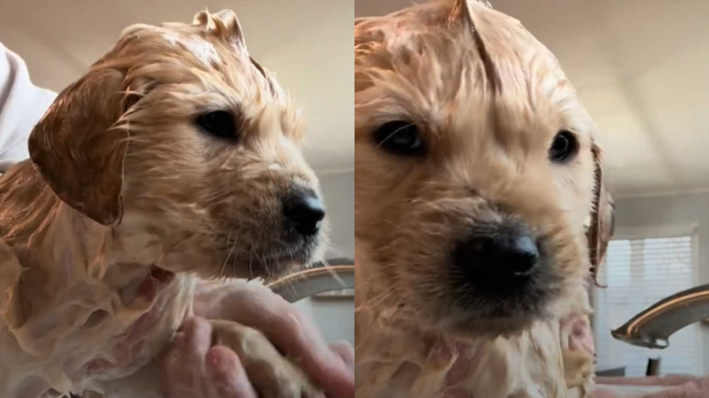 adorable dog video