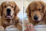 Golden Retriever petting video