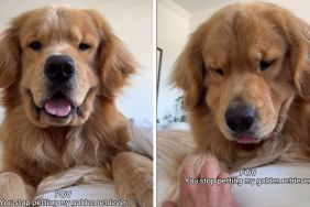 Golden Retriever petting video