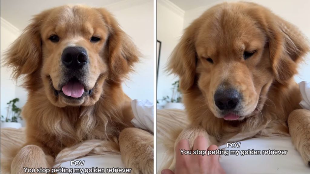 Golden Retriever petting video