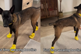 funny dog video